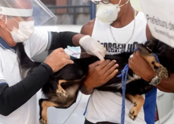 Salvador inicia campanha de vacinação antirrábica animal nesta segunda