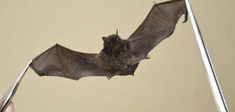 Feira de Santana confirma caso de raiva em morcego