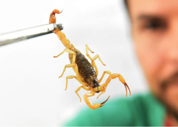 Escorpiões: bióloga indica cuidados para evitar acidentes em Salvador