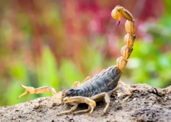 Picadas de escorpião já causaram 17 mortos na Bahia neste ano, aponta Sesab