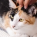 Cafeteria de Salvador promove adoção responsável de gatos; saiba mais