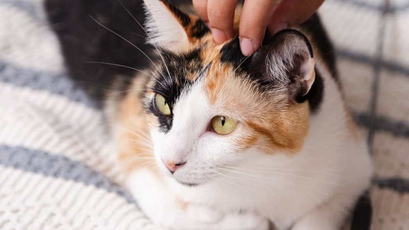 Cafeteria de Salvador promove adoção responsável de gatos; saiba mais