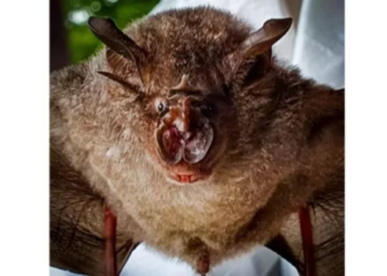 Feira de Santana confirma caso de raiva em morcego