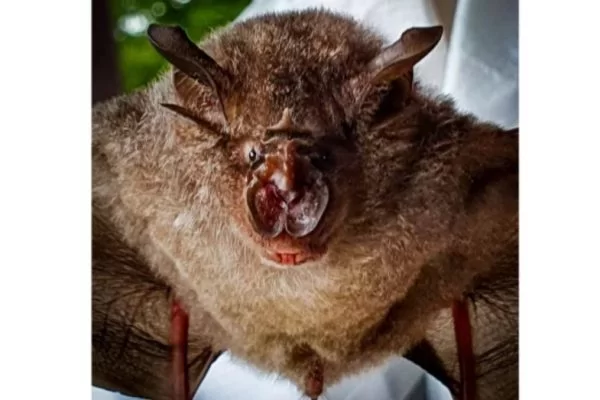 Feira de Santana confirma caso de raiva em morcego