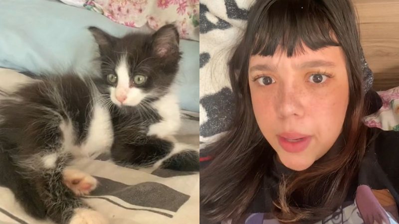 Jovem rouba gato de vizinha e relata ato na web: “furtei mesmo”