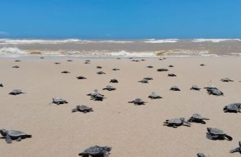 Mais de 10 mil tartaruga nasceram em praias do sul da Bahia entre 2022 e 2023