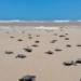 Mais de 10 mil tartaruga nasceram em praias do sul da Bahia entre 2022 e 2023