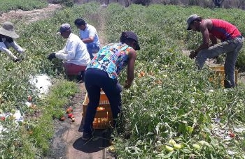 Agricultura: Conceição do Coité tem destaque na produção de tomate