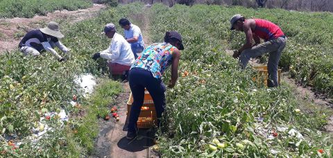 Agricultura: Conceição do Coité tem destaque na produção de tomate