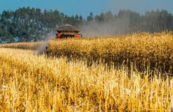 Safra em 2024 deve ser 2,8% menor que a deste ano, estima IBGE