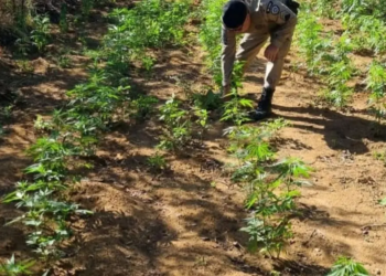 Polícia encontra 2 mil pés de maconha em roça de homem envolvido em morte de mãe e tio na Bahia