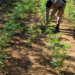 Polícia encontra 2 mil pés de maconha em roça de homem envolvido em morte de mãe e tio na Bahia