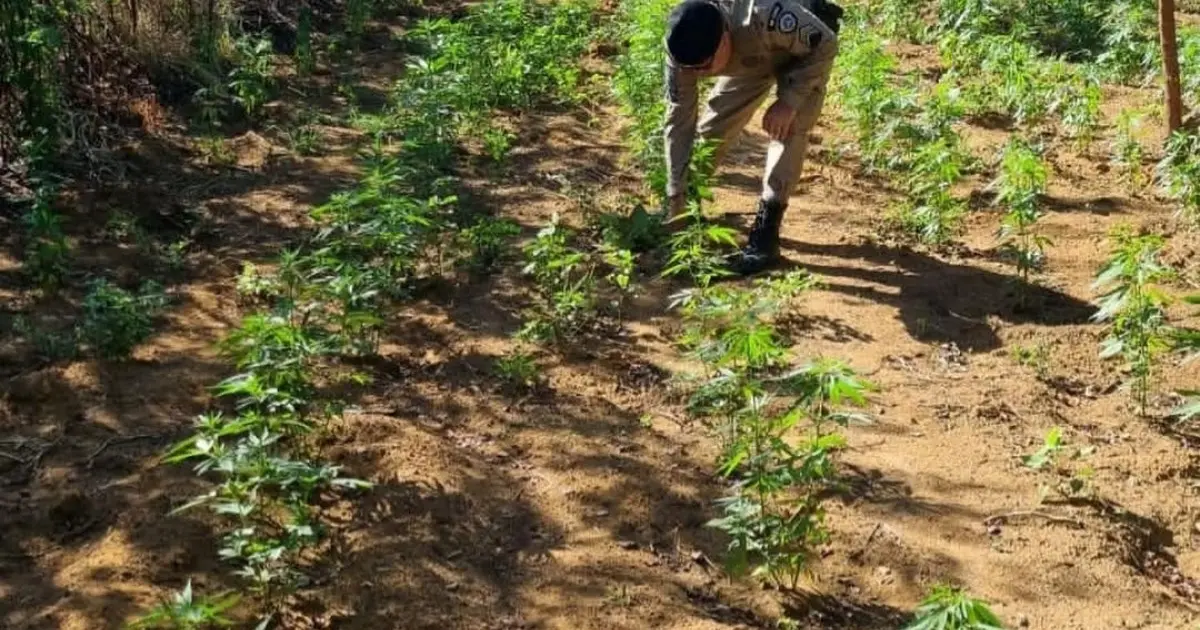 Polícia encontra 2 mil pés de maconha em roça de homem envolvido em morte de mãe e tio na Bahia