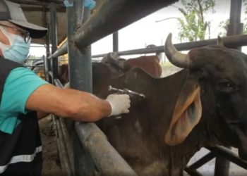 Segunda etapa de vacinação contra a Febre Aftosa acontece até o dia 30