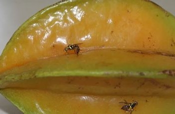 Mosca-da-carambola leva quatro estados à emergência fitossanitária