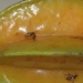 Mosca-da-carambola leva quatro estados à emergência fitossanitária