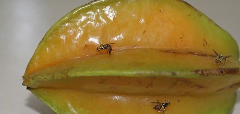 Mosca-da-carambola leva quatro estados à emergência fitossanitária
