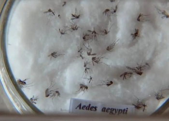 Ações preventivas de combate ao Aedes aegypti serão intensificadas nos circuitos