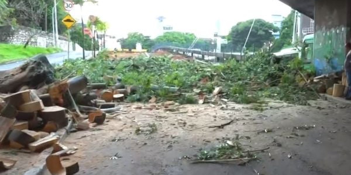 Árvore cai e bloqueia acesso na Estação da Lapa; confira