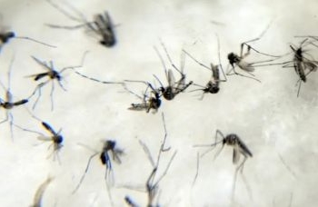 Estado do Rio de Janeiro decreta epidemia de dengue