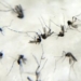 Estado do Rio de Janeiro decreta epidemia de dengue
