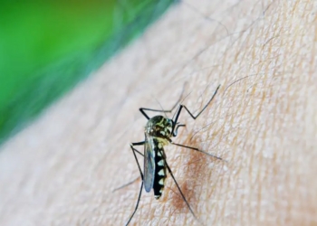 Casos de dengue em gestantes aumentam 345% em 2024