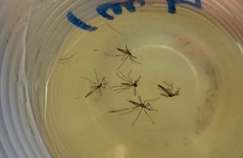 Estudantes utilizam plantas da Caatinga no combate ao Aedes Aegypti