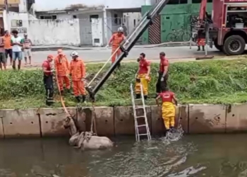 Cavalo é resgatado após cair em canal no bairro de Piatã