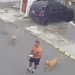 Homem é flagrado andando com dois Pitbulls soltos; vizinhos denunciam