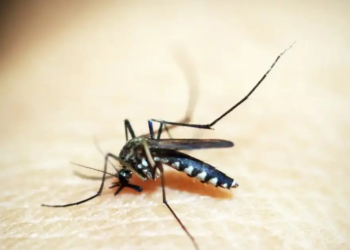 Bahia registra 47 mortes por dengue e mais de 150 mil casos prováveis da doença