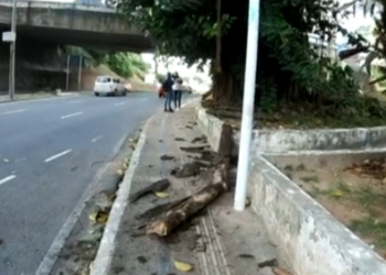 Árvore cai e destroi carro no Vale de Nazaré, em Salvador, durante jogo do Bahia
