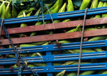 Agronegócio representa 13,7% da economia baiana no 1º trimestre de 2024