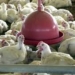 OMS confirma primeira morte por variante H5N2 da gripe aviária