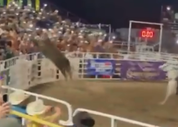 Touro pula cerca de arena e fere quatro pessoas nos EUA