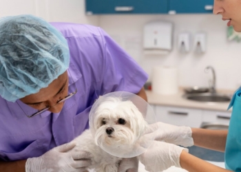 Clivet realiza ação preventiva contra zoonoses neste sábado em Salvador