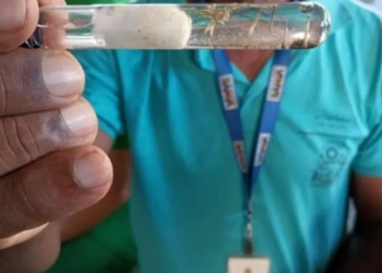 Bahia registra mais de 100 mortes por dengue em 2024; cerca de 47 cidades baianas estão em epidemia