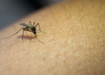 Número de mortes por dengue na Bahia chega a 120