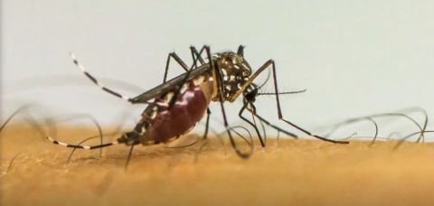 Para reforçar o enfrentamento às arboviroses, o Governo do Estado investiu mais de R$ 23 milhões desde o ano passado em ações contra o Aedes aegypti, transmissor da dengue, zika e chikungunya.