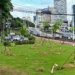 Prefeitura de Salvador inicia plantio de mais de 1 mil mudas de árvores na Avenida ACM