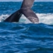 Temporada das baleias-jubarte impulsiona turismo de natureza em Salvador