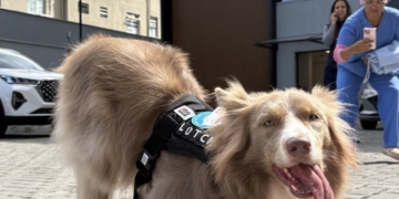 Cão terapeuta Lútche leva acolhimento e humanização à Maternidade e Hospital da Criança Deputado Alan Sanches