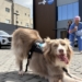 Cão terapeuta Lútche leva acolhimento e humanização à Maternidade e Hospital da Criança Deputado Alan Sanches